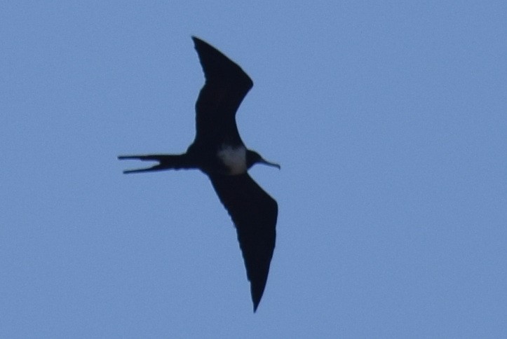 Magnificent Frigatebird - ML626941835