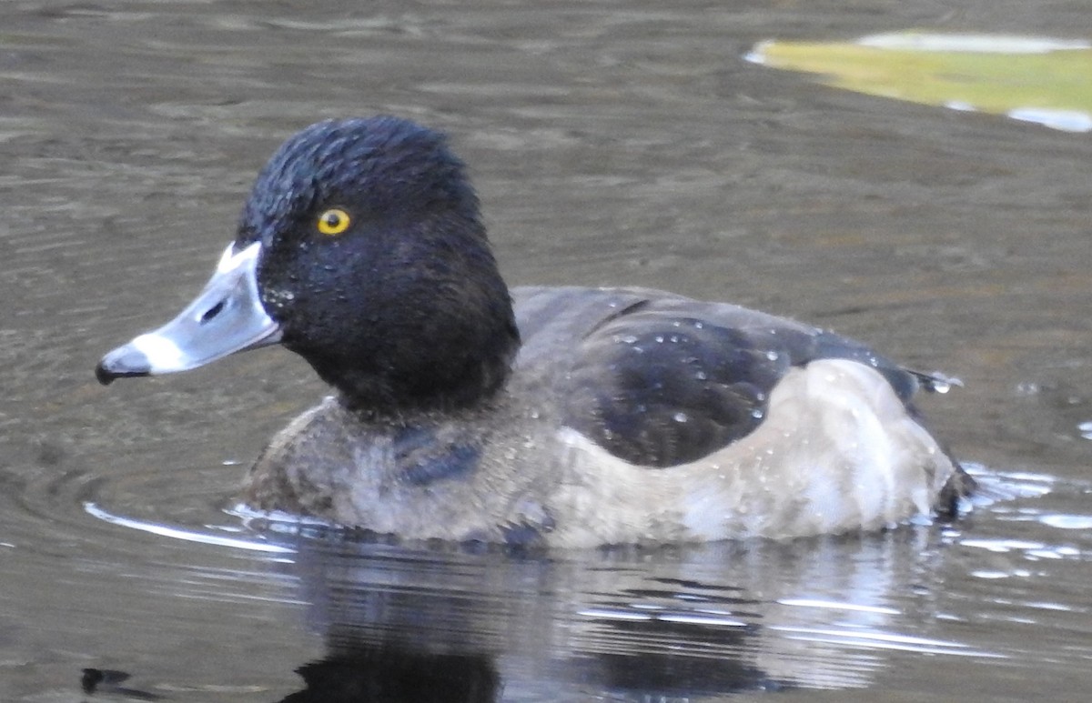 Ring-necked Duck - ML626941904