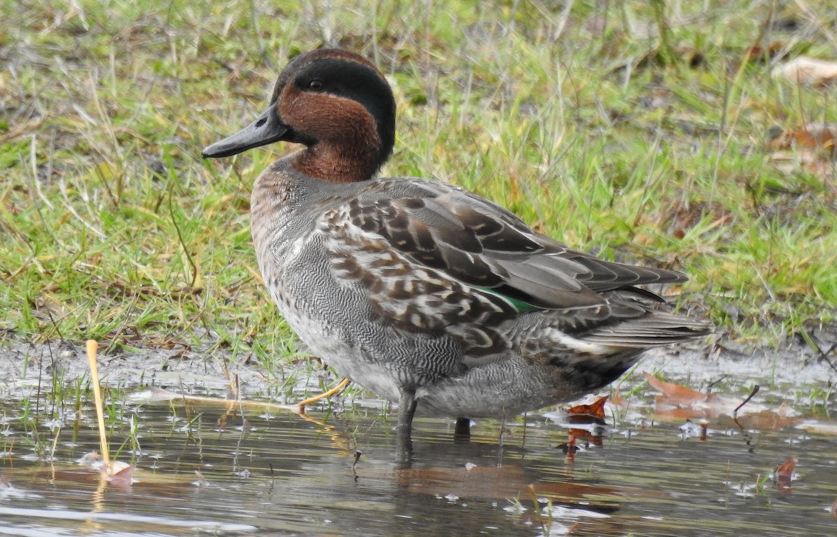 Green-winged Teal - ML626941979