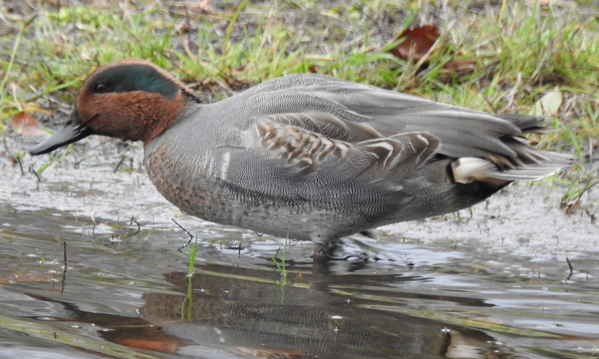 Green-winged Teal - ML626941982