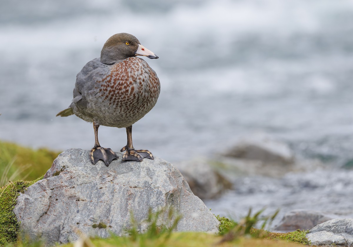 Blue Duck - ML626941996