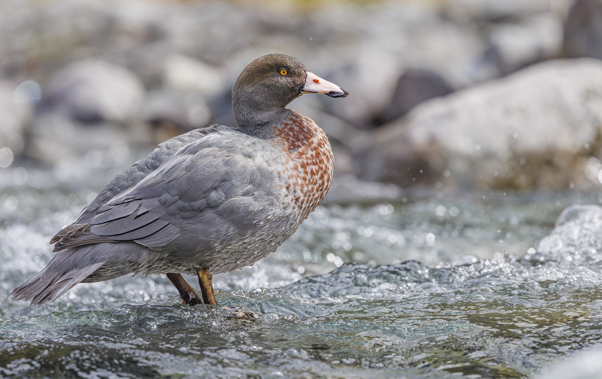 Blue Duck - ML626941997