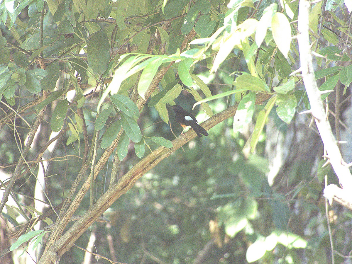 White-rumped Shama (White-rumped) - ML626942283