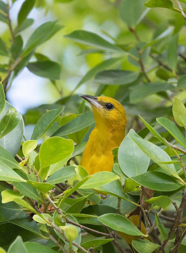 Hooded Oriole (igneus) - ML626942443