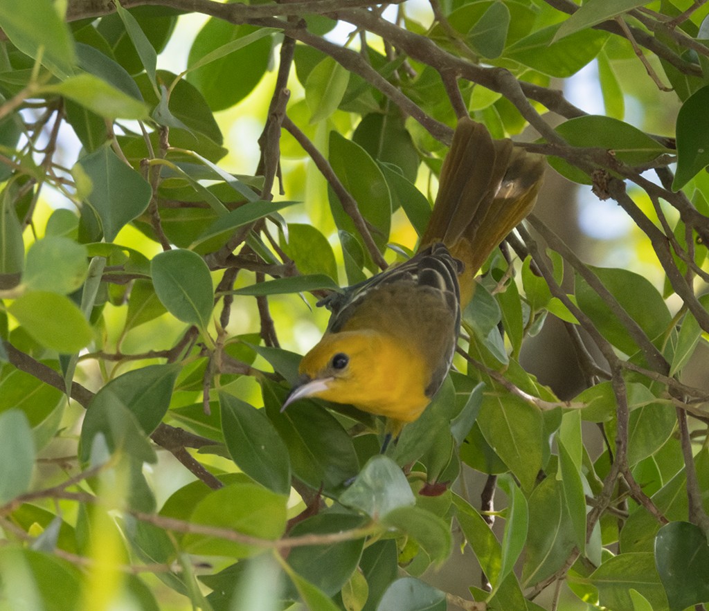 Hooded Oriole (igneus) - ML626942444