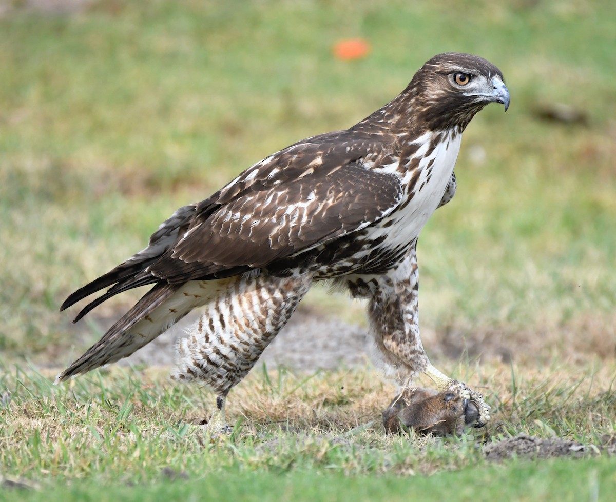 Red-tailed Hawk - ML626942510