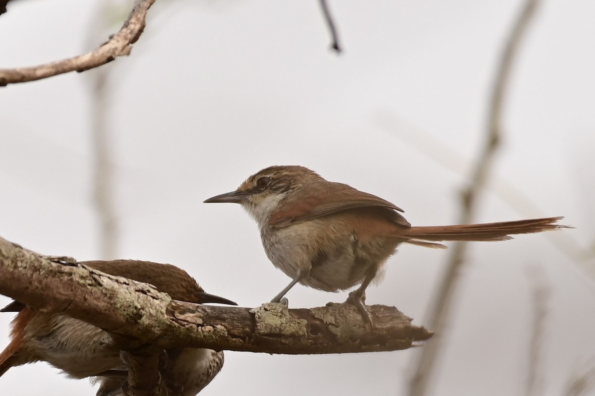 Chinchipe Spinetail - ML626942922