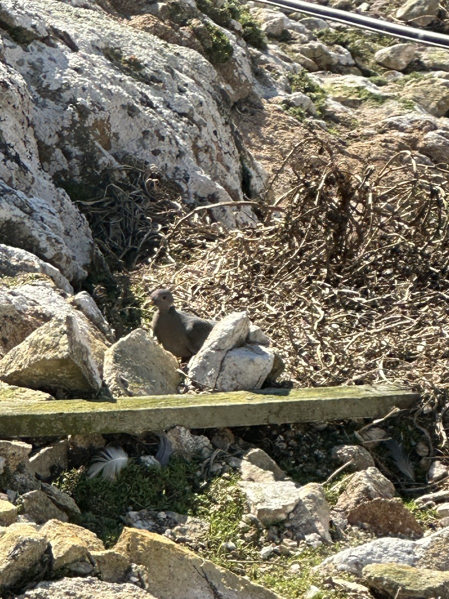Band-tailed Pigeon - Sam Baxter-Bray