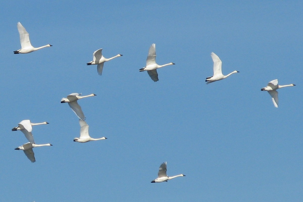 Tundra Swan - ML626942984