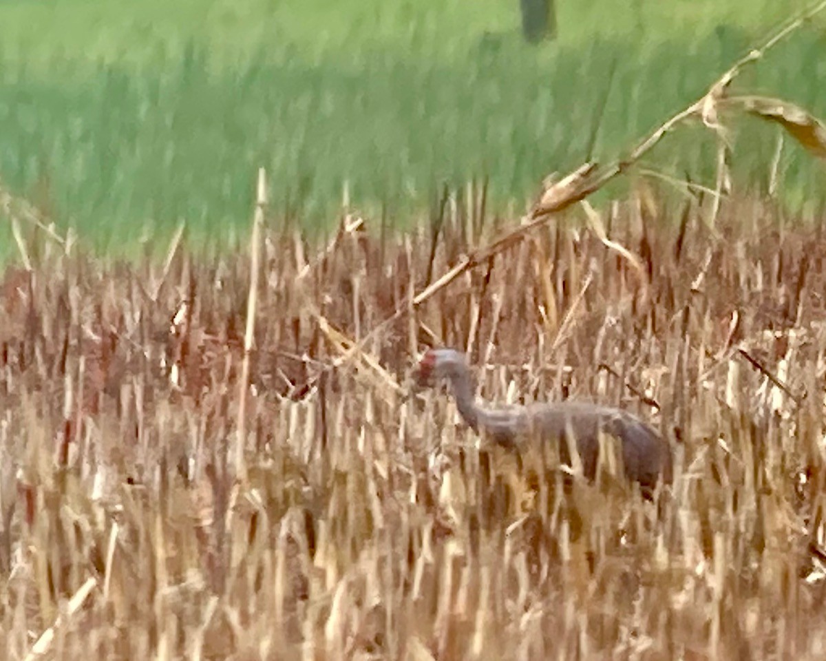 Sandhill Crane - ML626943199