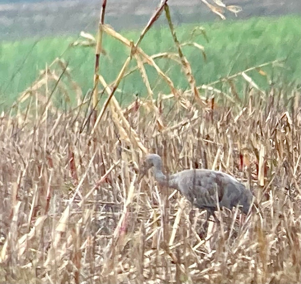 Sandhill Crane - ML626943209