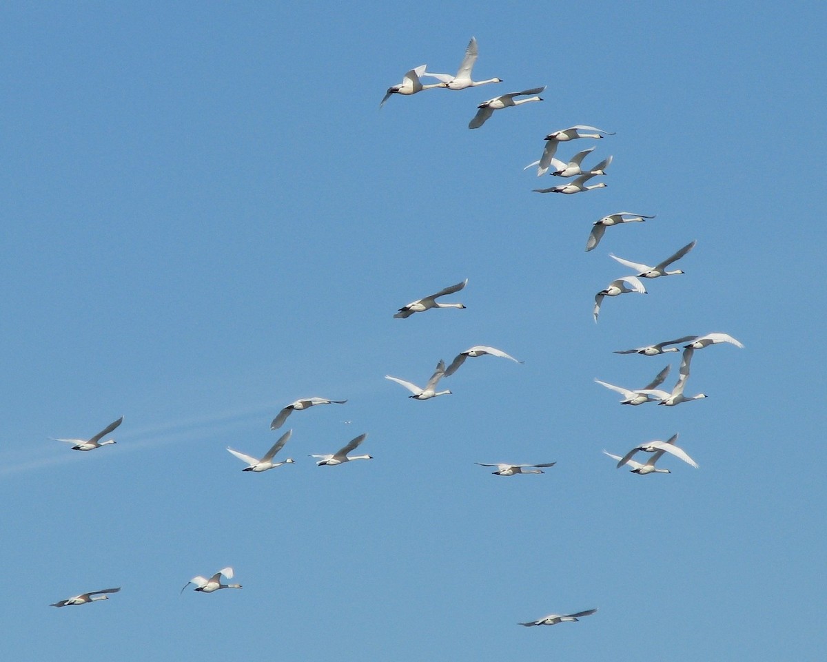 Tundra Swan - ML626943417