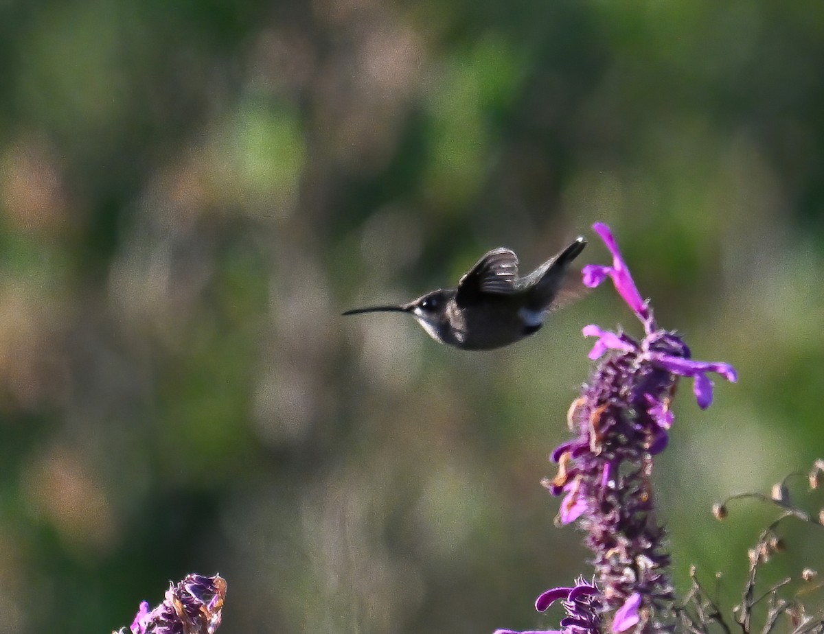 Beautiful Hummingbird - ML626943450