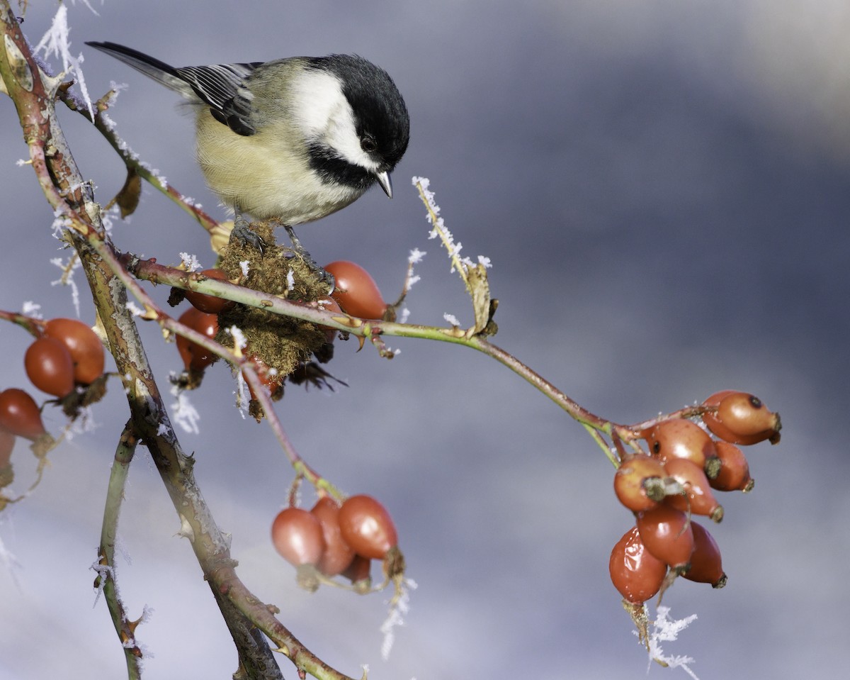 Black-capped Chickadee - ML626943893