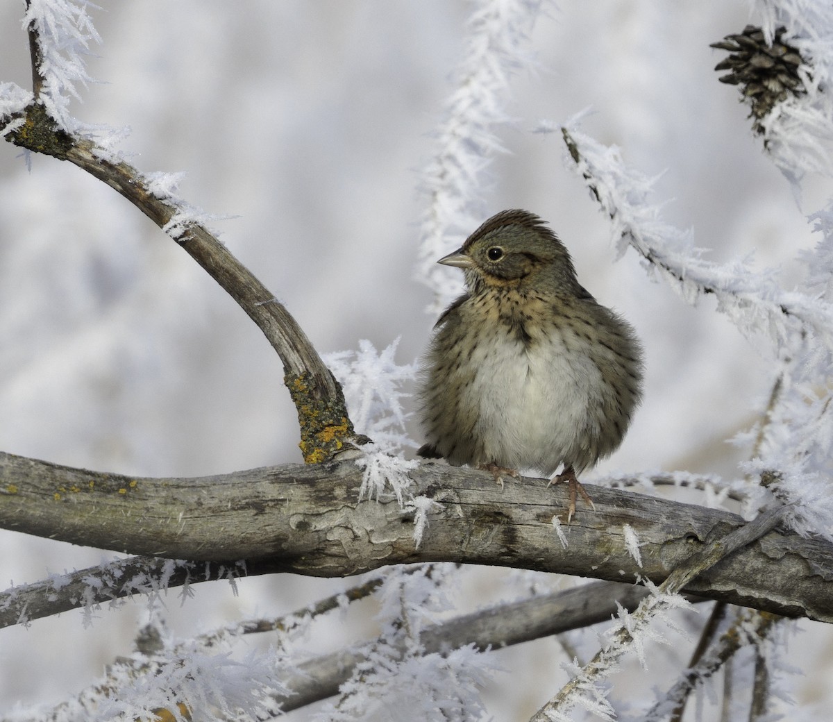 Lincoln's Sparrow - ML626943902