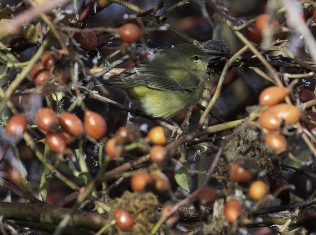 Orange-crowned Warbler - ML626943905