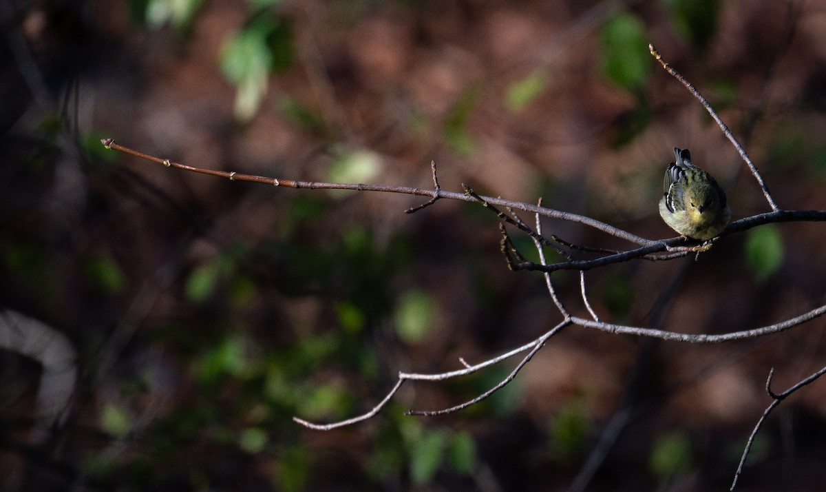Blackpoll Warbler - ML626944180