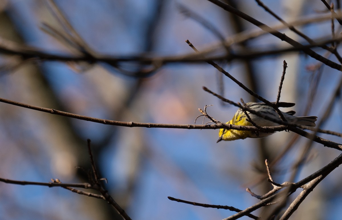Townsend's Warbler - ML626944182