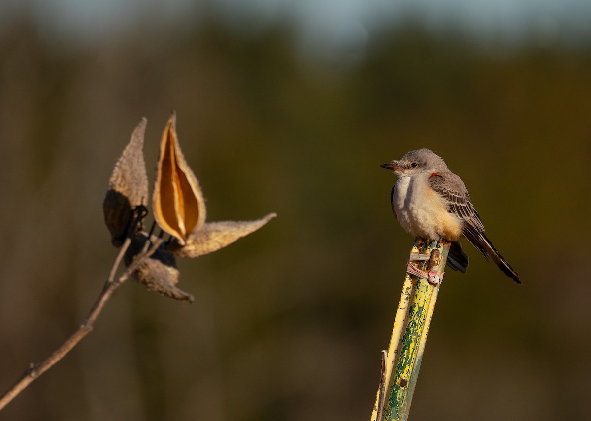 Scissor-tailed Flycatcher - ML626944204