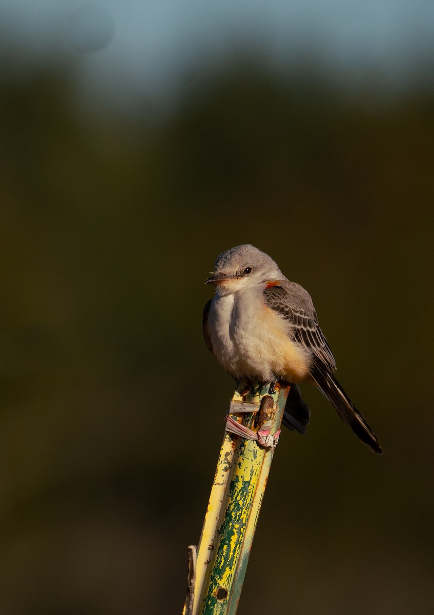 Scissor-tailed Flycatcher - ML626944206
