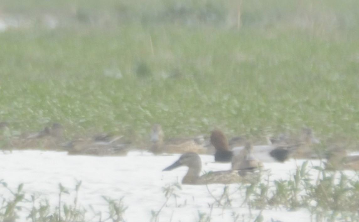 Common Pochard - ML626944364