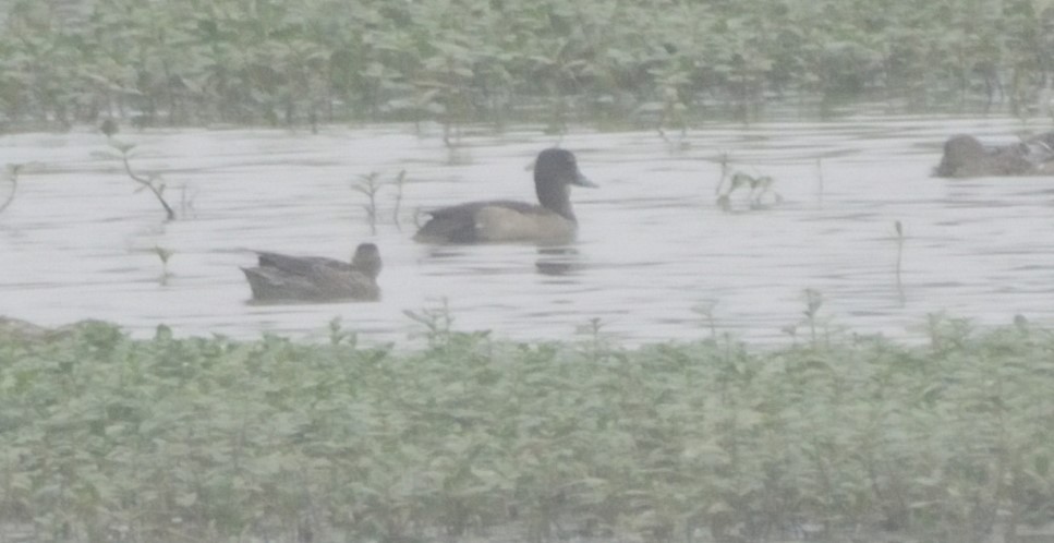 Tufted Duck - ML626944674