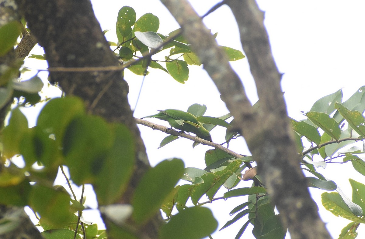 Golden-fronted Leafbird - ML626944736