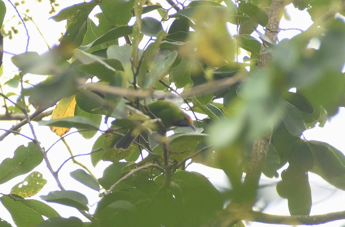 Golden-fronted Leafbird - ML626944737