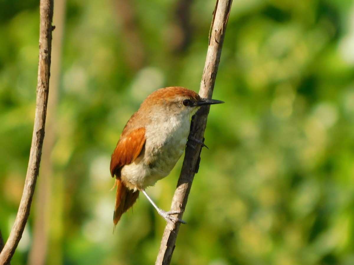 Yellow-chinned Spinetail - ML626944779