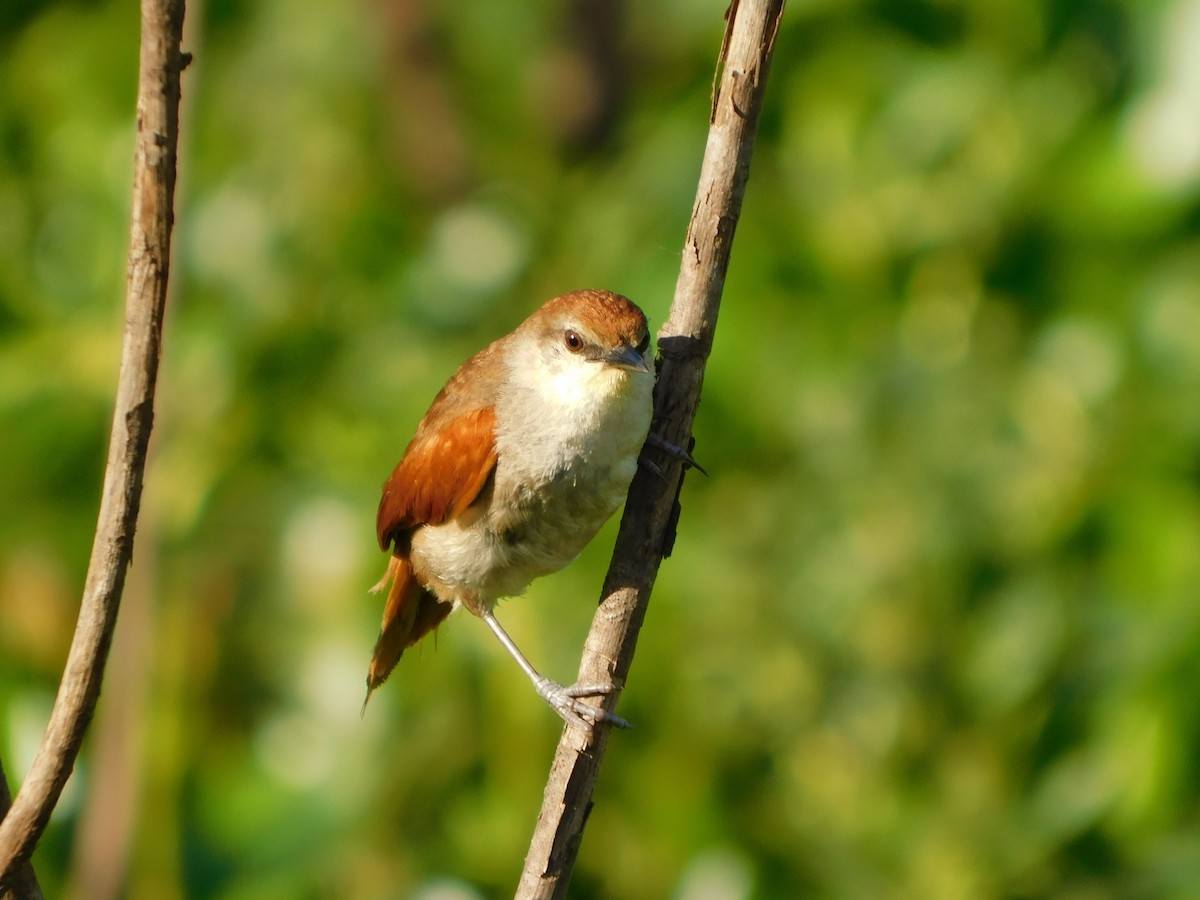 Yellow-chinned Spinetail - ML626944780