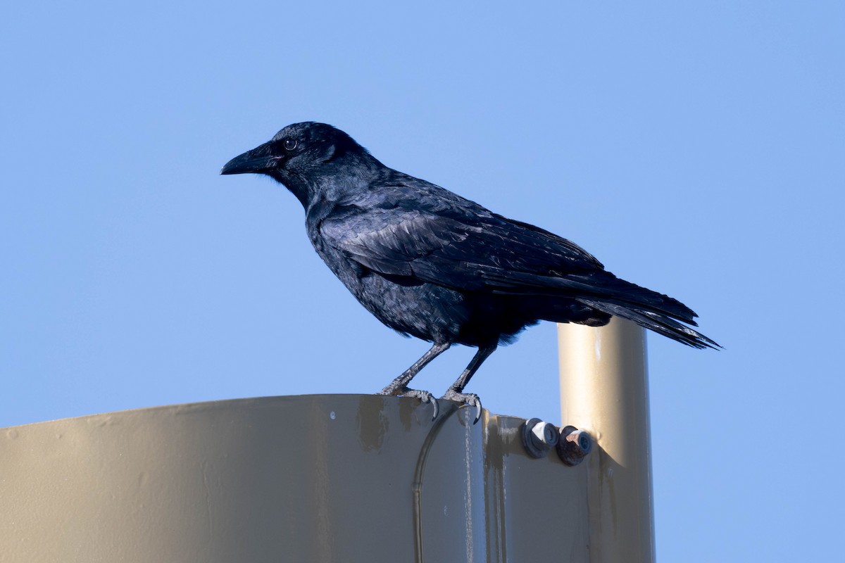 Fish Crow - ML626944960