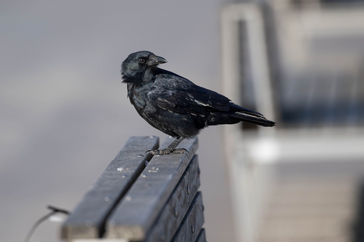 Fish Crow - ML626944961