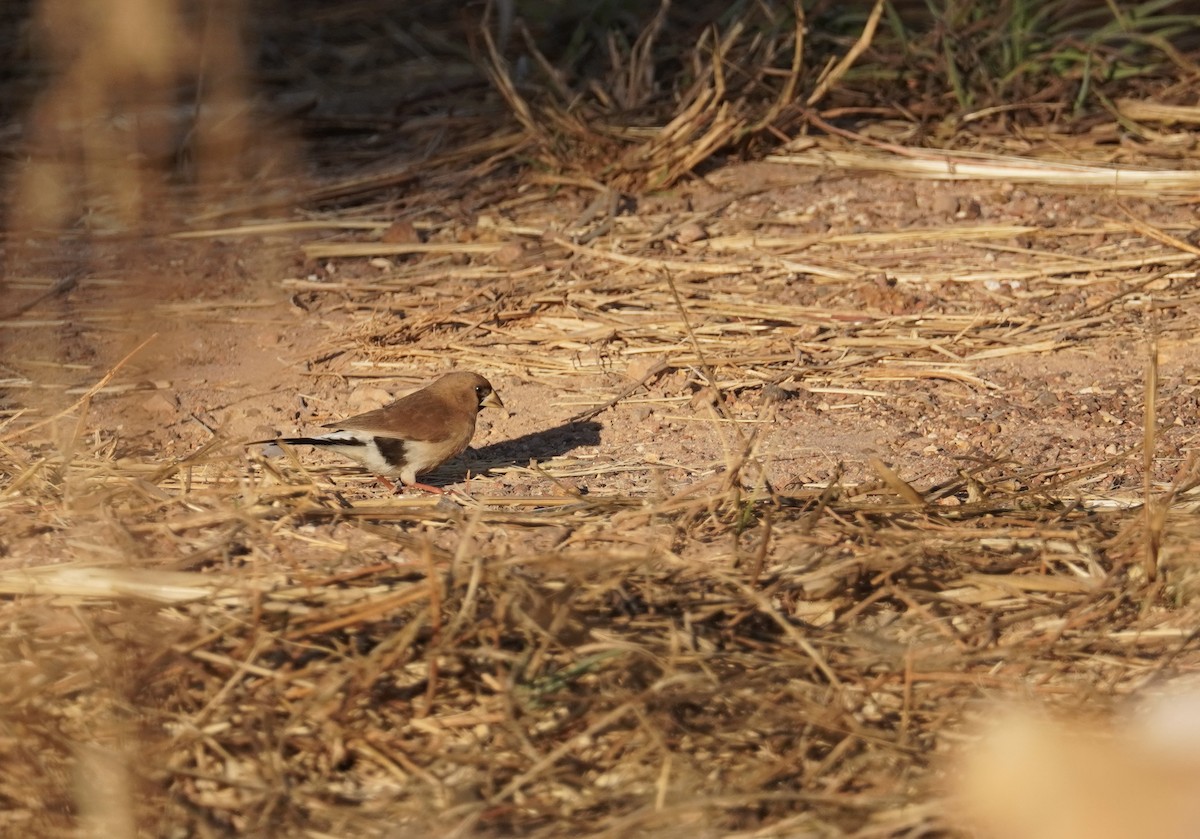 Masked Finch - ML626945013