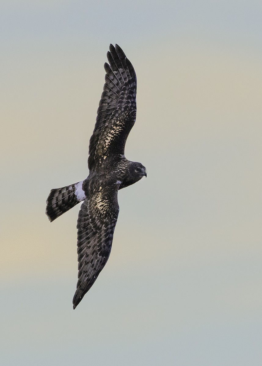 Northern Harrier - ML626945055