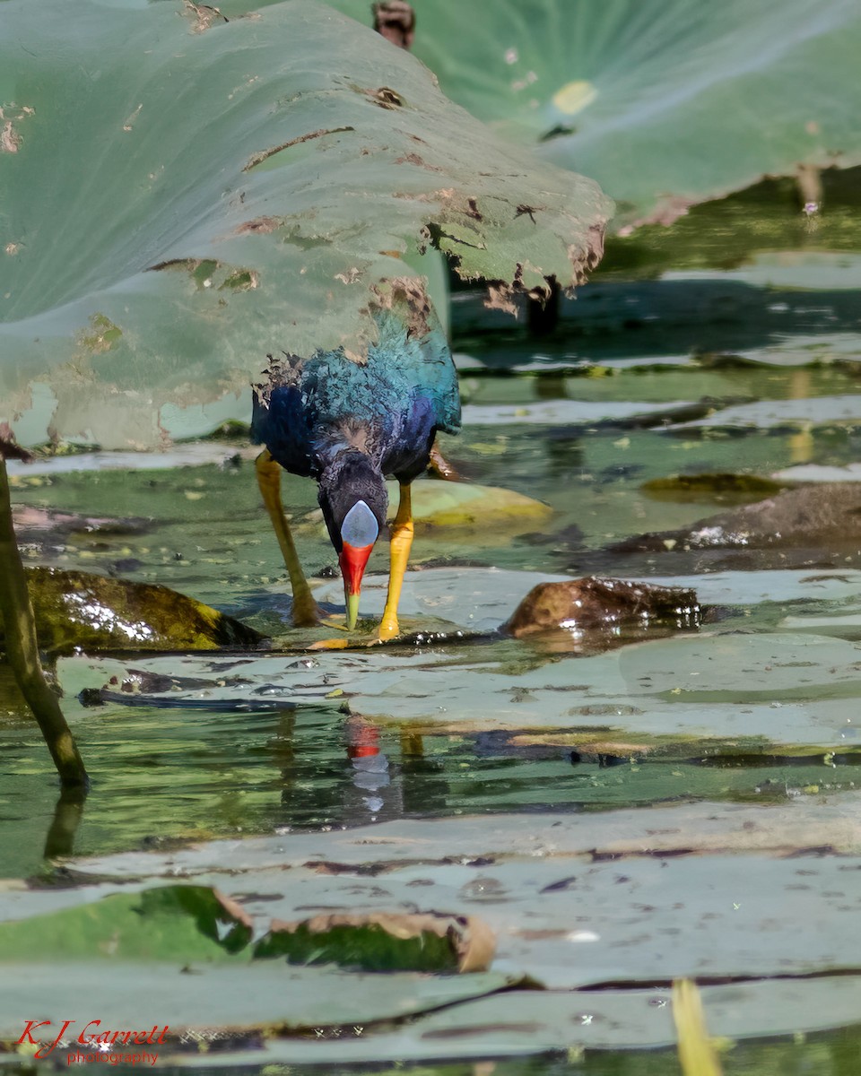 Purple Gallinule - ML626945126