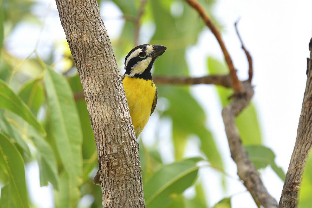 Northern Shrike-tit - ML626945228
