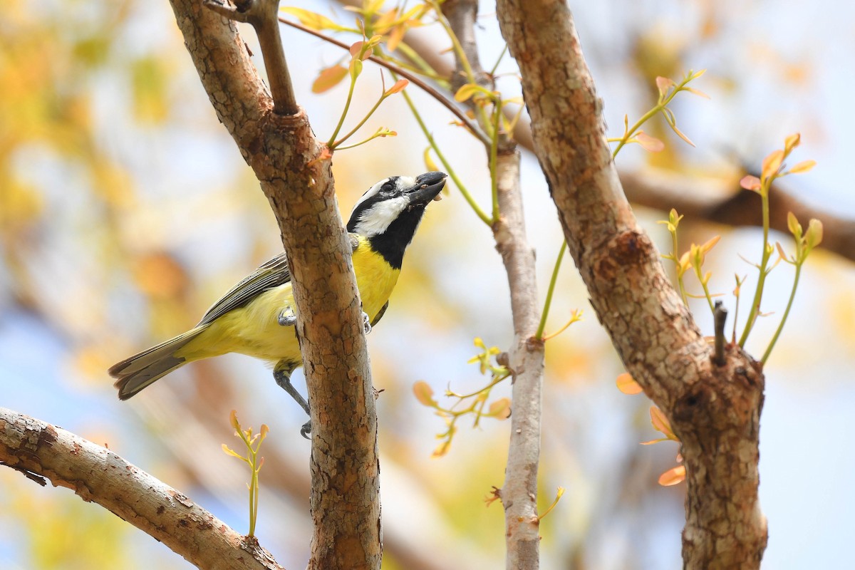 Northern Shrike-tit - ML626945229