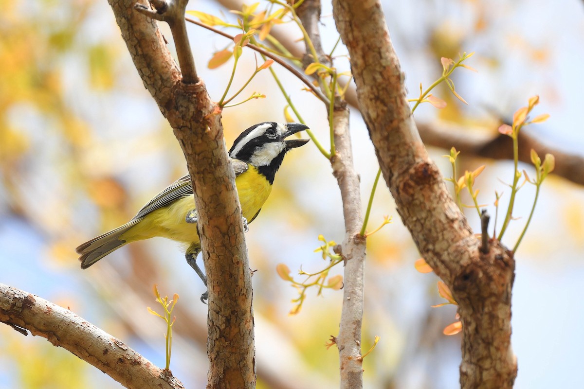 Northern Shrike-tit - ML626945230