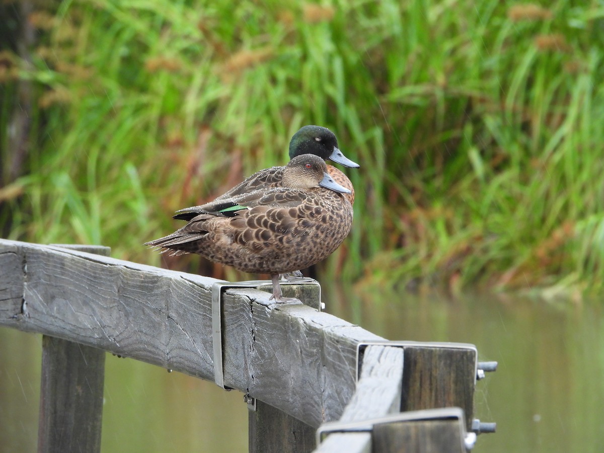 Chestnut Teal - ML626945533