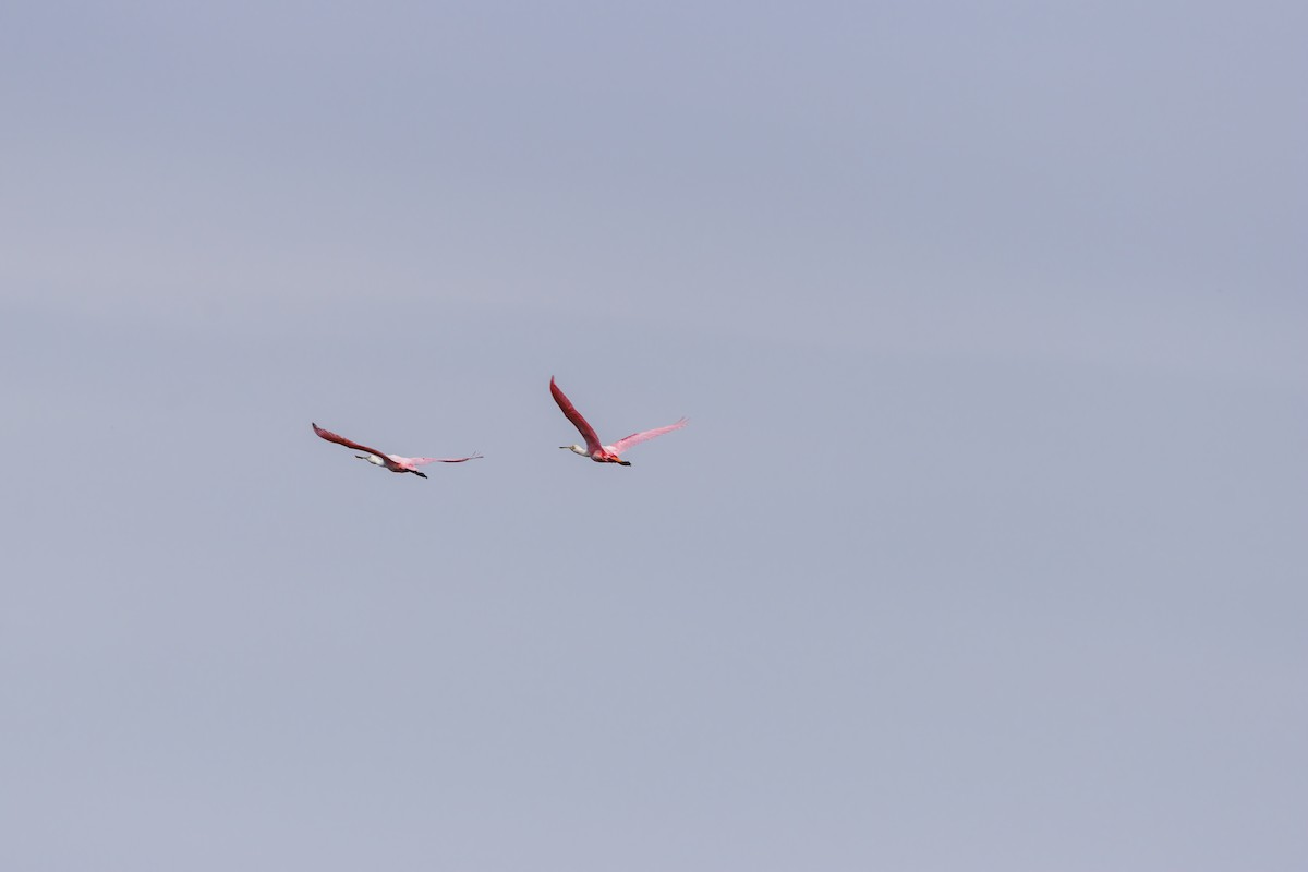 Roseate Spoonbill - ML626945769