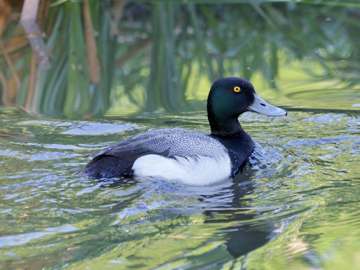 Greater Scaup - ML626945890