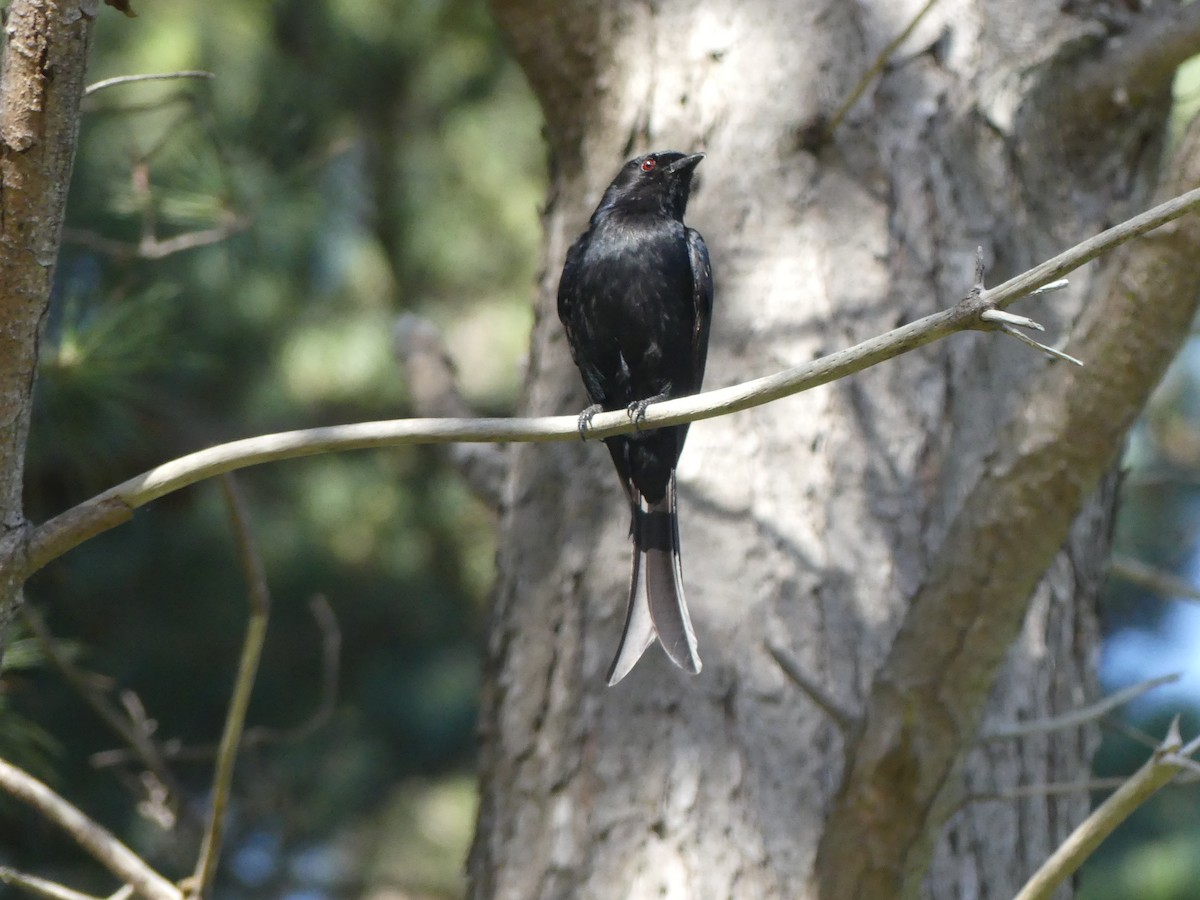 Çatal Kuyruklu Drongo - ML626945897
