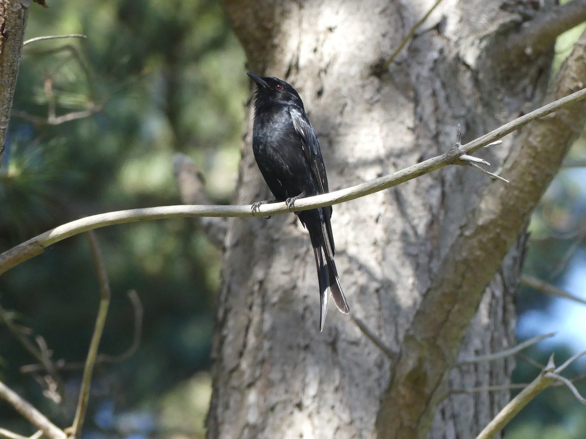 Çatal Kuyruklu Drongo - ML626945898