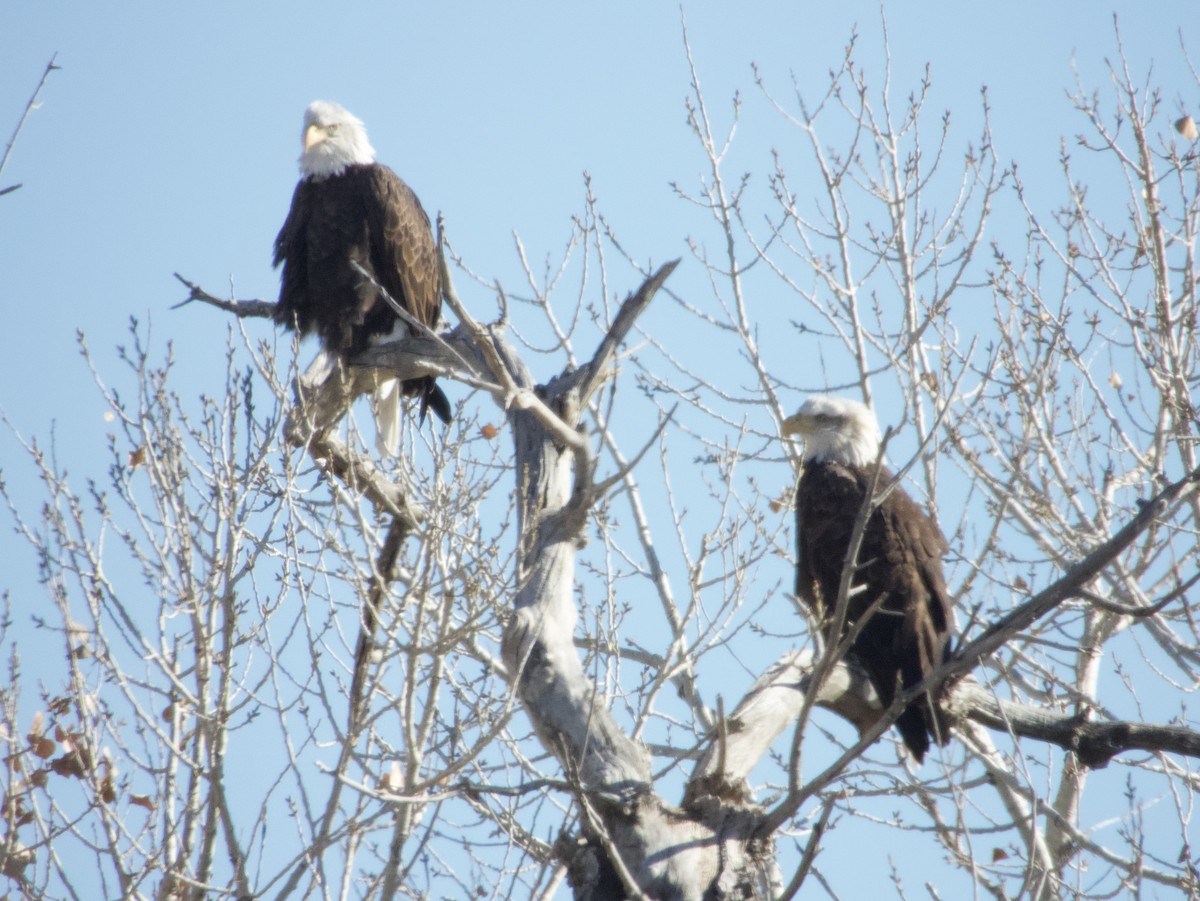 Bald Eagle - ML626945919