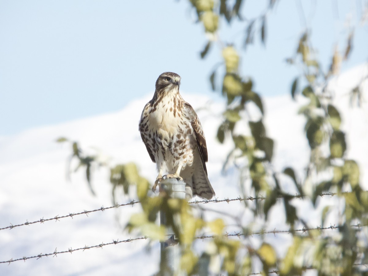 Red-tailed Hawk - ML626945976