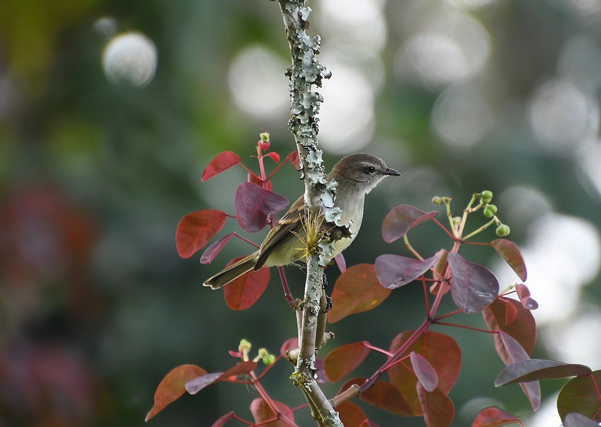 Mouse-colored Tyrannulet (Northern) - ML626946076