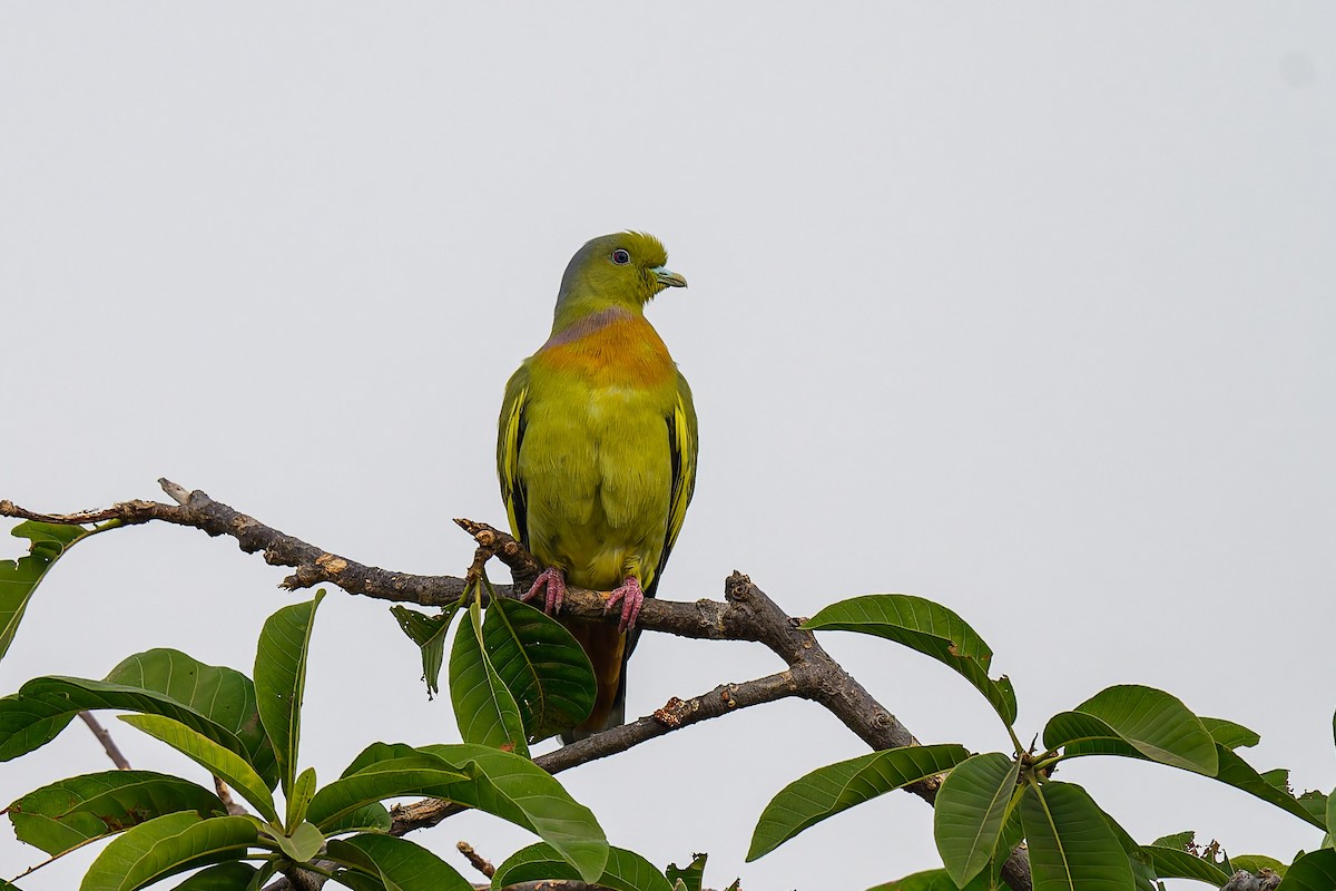 橙胸綠鳩 - ML626946120