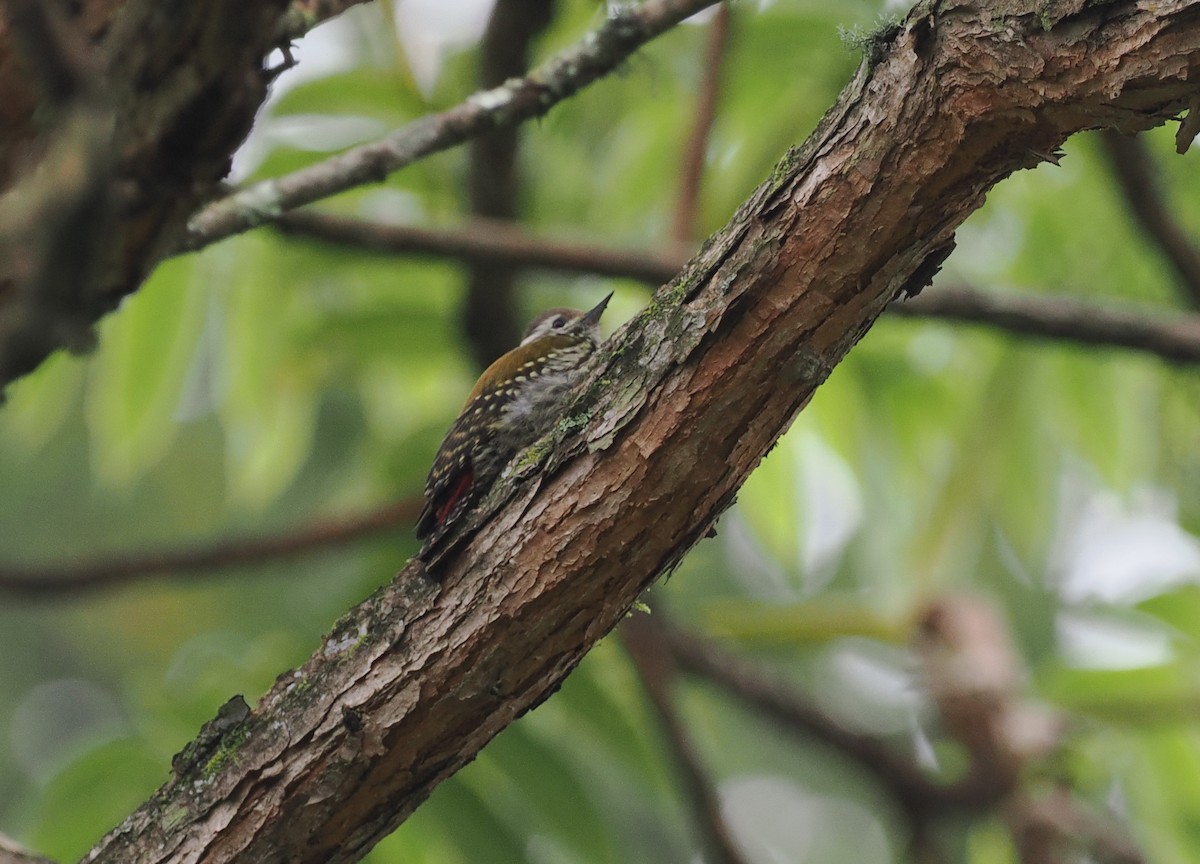 Abyssinian Woodpecker - ML626946198