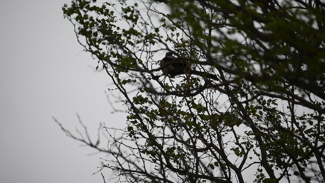 Gray Go-away-bird - ML626946574