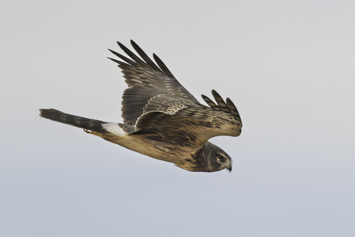 Northern Harrier - ML626946809